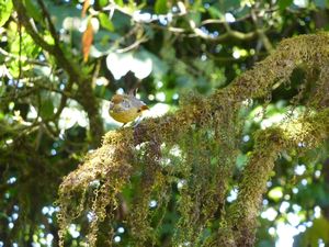 Bird in the ancient woodland at Doi Inthanon