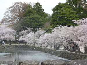 Sakura falling like snow