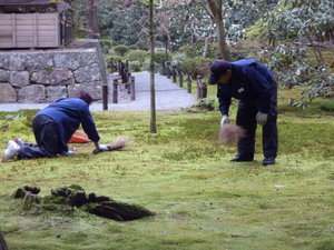 Gardeners sweeping the moss
