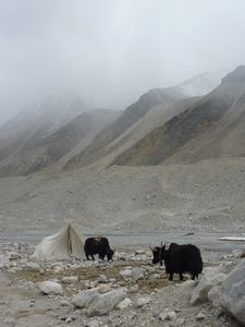 More yaks