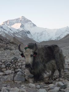 A yak posing in front of Everest