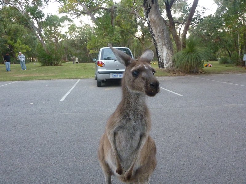 The first Kangeroo I ever saw!