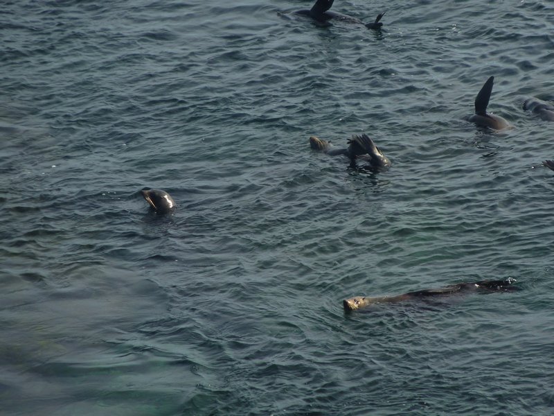 Seals at Rottnest