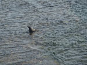 Seals at Rottnest