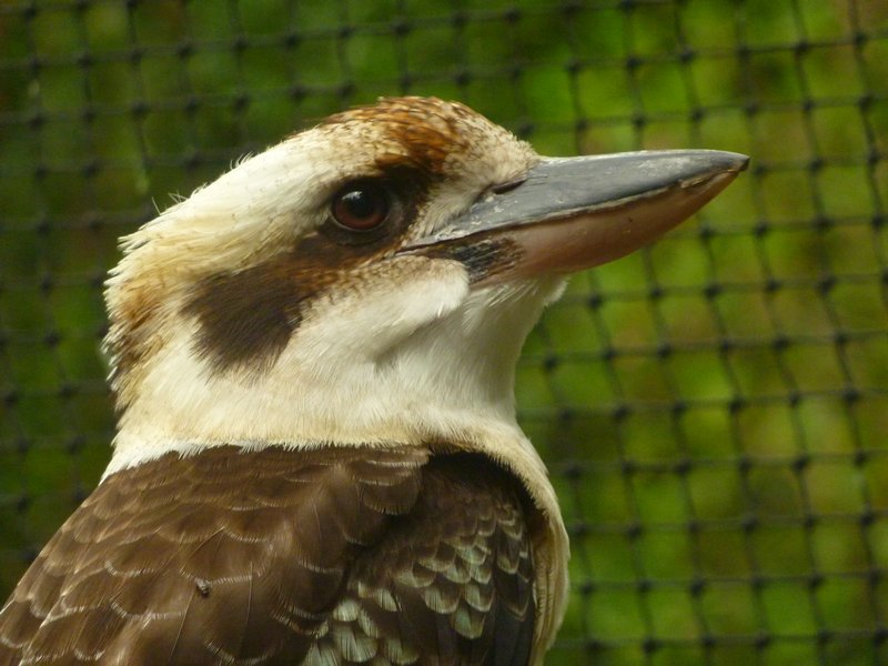 Cairns Zoo