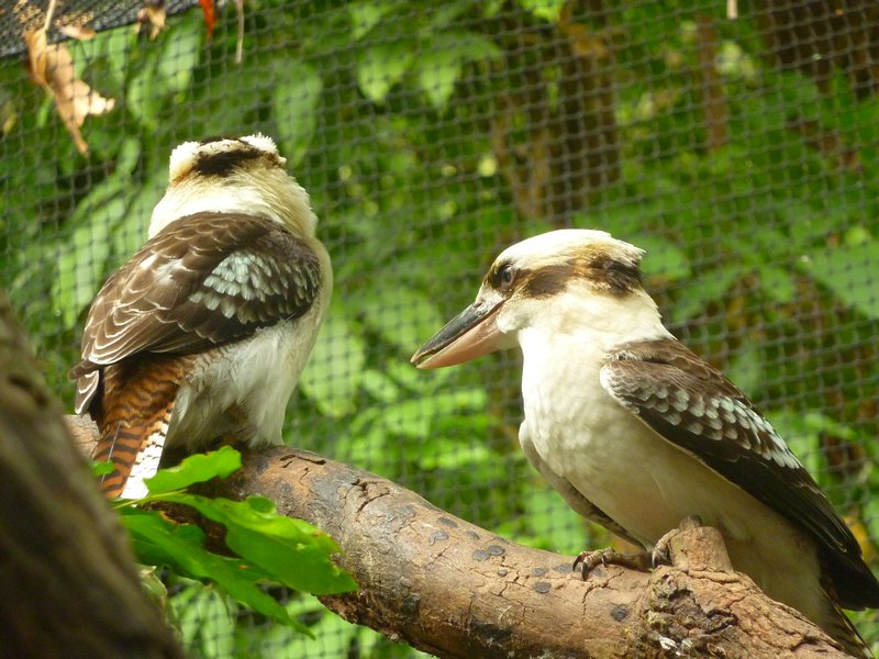 Cairns Zoo