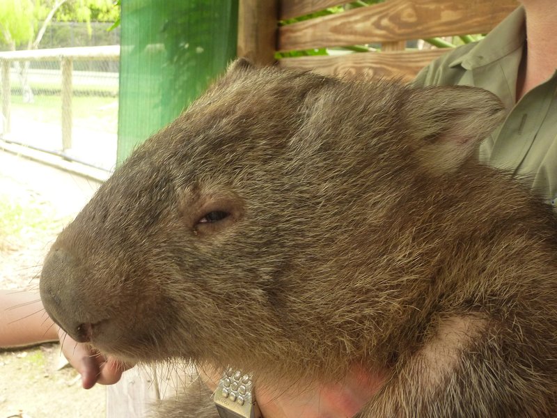 Wombat