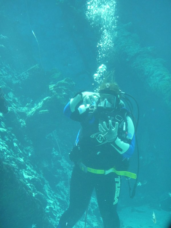 Diver in the tank at Aquarium