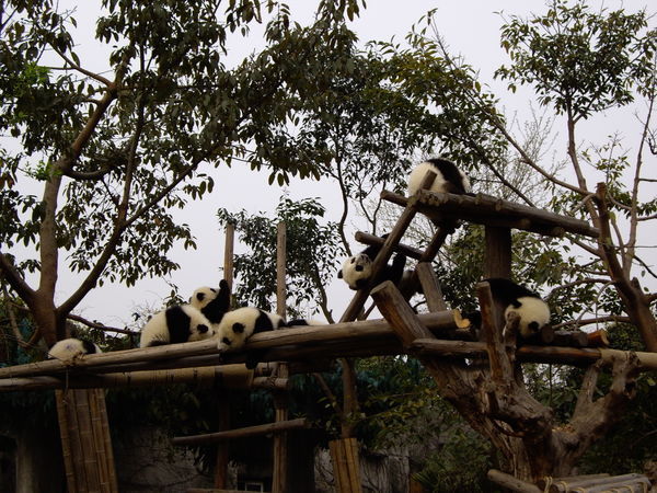 Baby Pandas' Playground