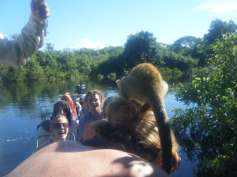 Monkey on Perdy's head