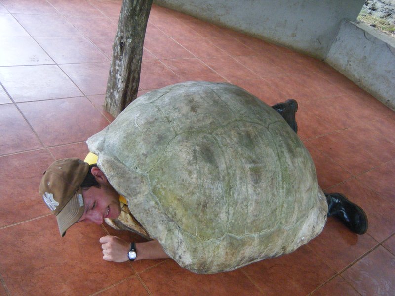 Tortoise Shell