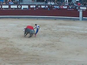 Dance between the matador and the bull