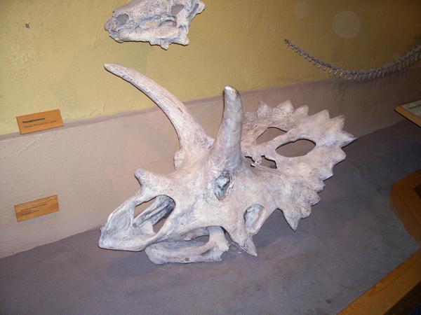 Dinosaur Museum #2