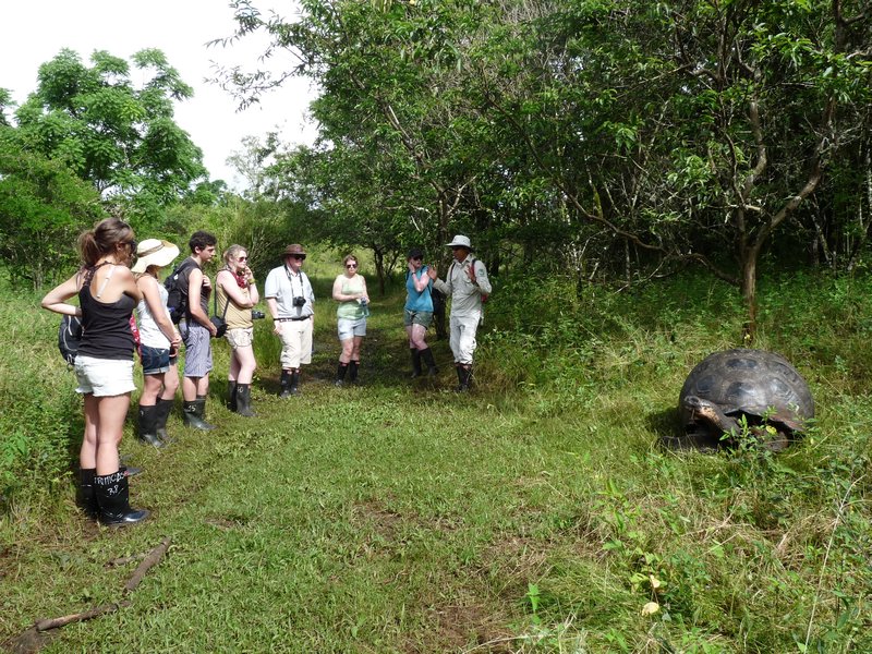 finding wild tortoises