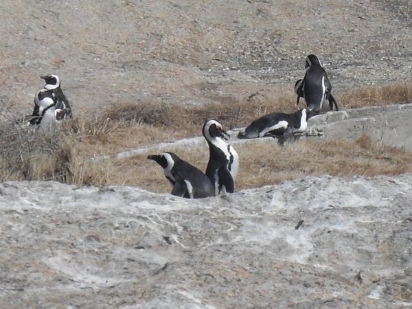 Penguins at Boulders