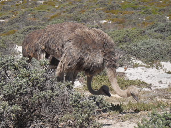 Ostriches at Cape of Good Hope