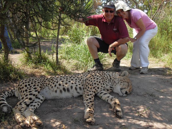 Cheetah and us