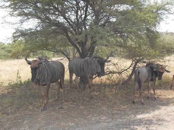 My favourites-the three wildebeest