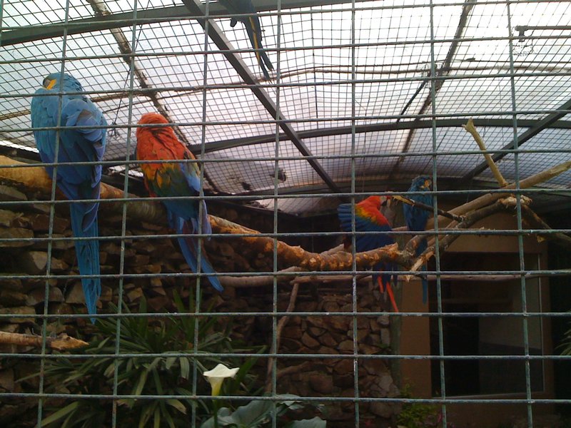 Parrots at the aviary