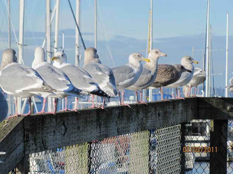 Family of Gulls