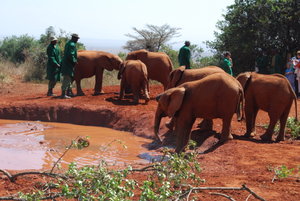 Elephant calves at sheldrick