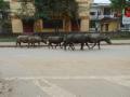 Water Buffalo on street at Son Trach village