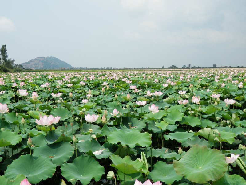 Field of Lotus lilies