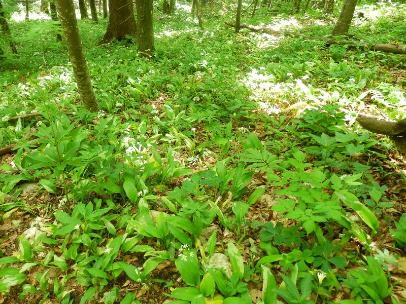 Chermash forest floor on Gorjanci