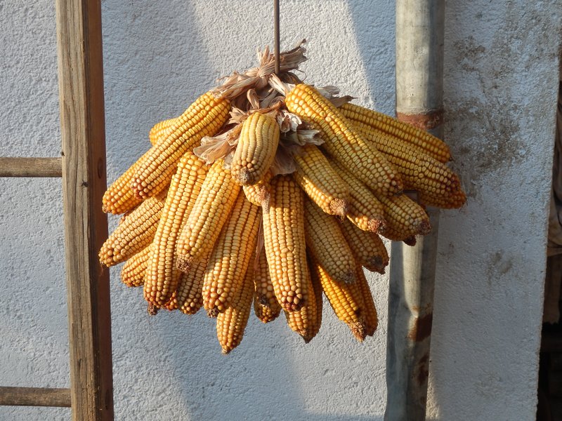 Corn drying
