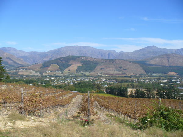 The Wine Region