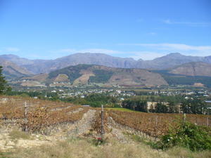 The Wine Region