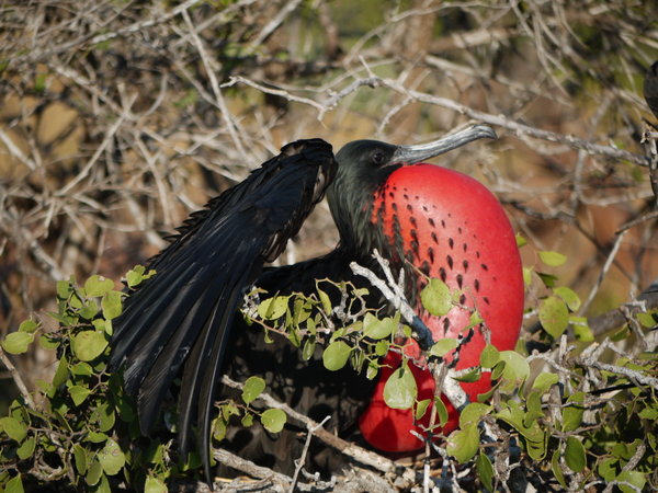 The Male Frigate Bird