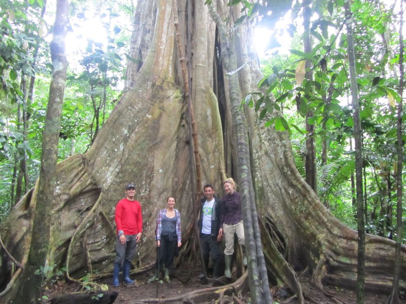 The biggest tree I ve ever seen Photo