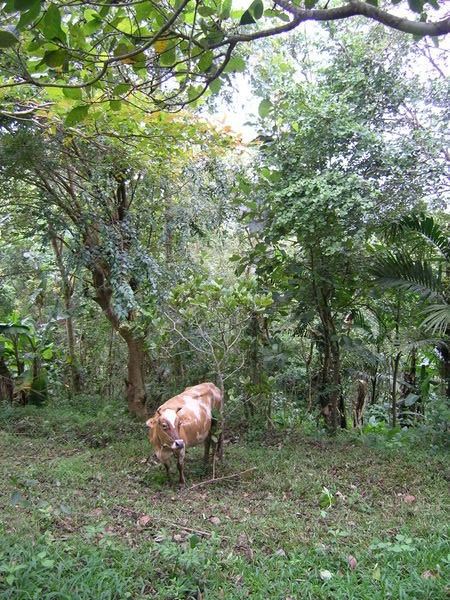 the elusive jungle cow