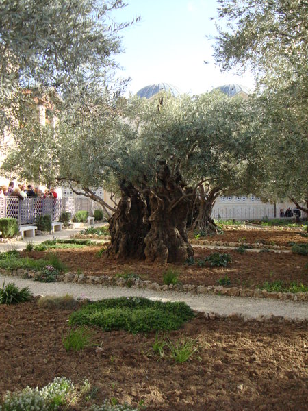 2,000 year old olive tree