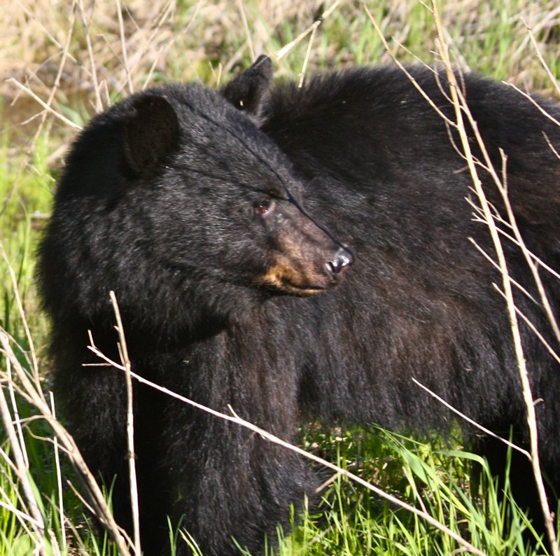 Black Bear 