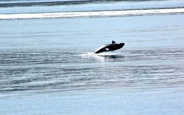 Orca breeching