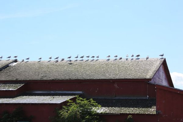 Seagulls waiting
