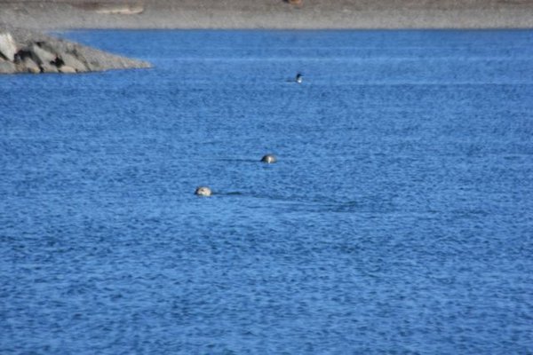 Two seals in the Fishing Hole
