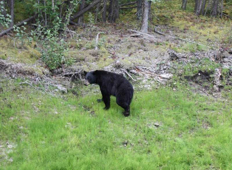Black bear greets us