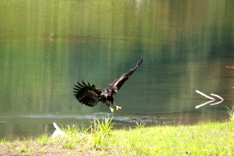 Fledgling eagle