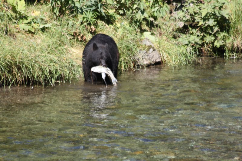 Black bear fishing