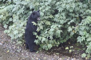 Black Bear checking out the vegetation
