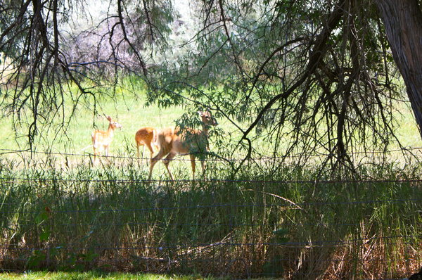 Momma Deer and 2 Babies