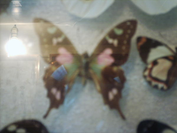 My favorite Butterfly