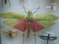 Biggest, most beautiful grasshopper