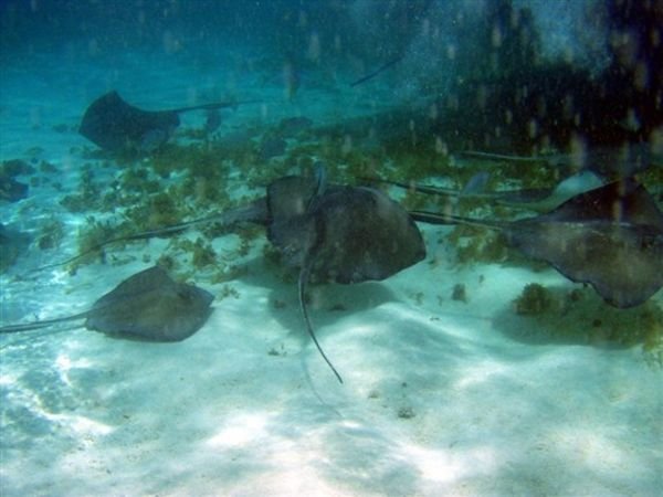 Sting Ray Alley