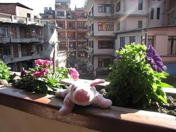 Pig In Kathmandu