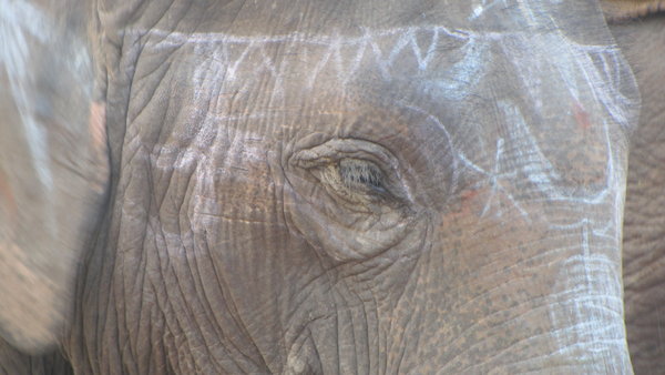 elephant face 2
