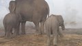 Elephants Chitwan